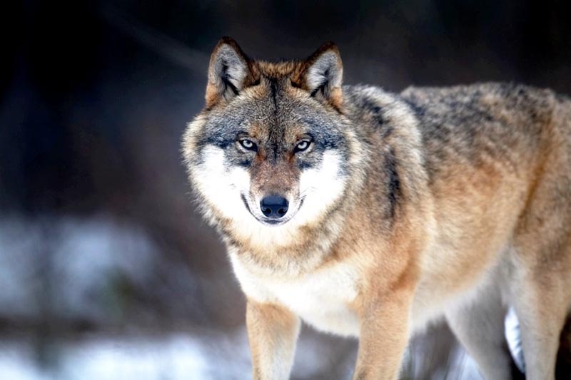 Wolf Ro