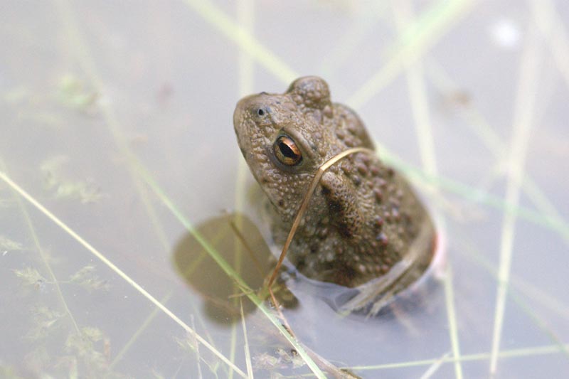 wildlife frog watching Danube Delta