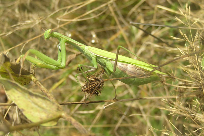 dragon fly wildlife watching Romania