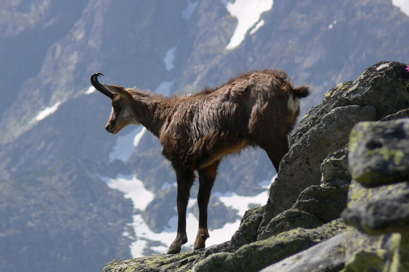 romanian black goat wildlife watching