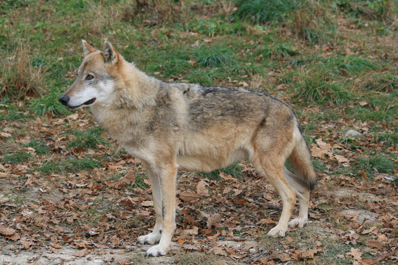 transylvania wolf watching