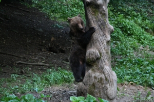 wild bear in Romania