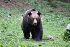 brown bear