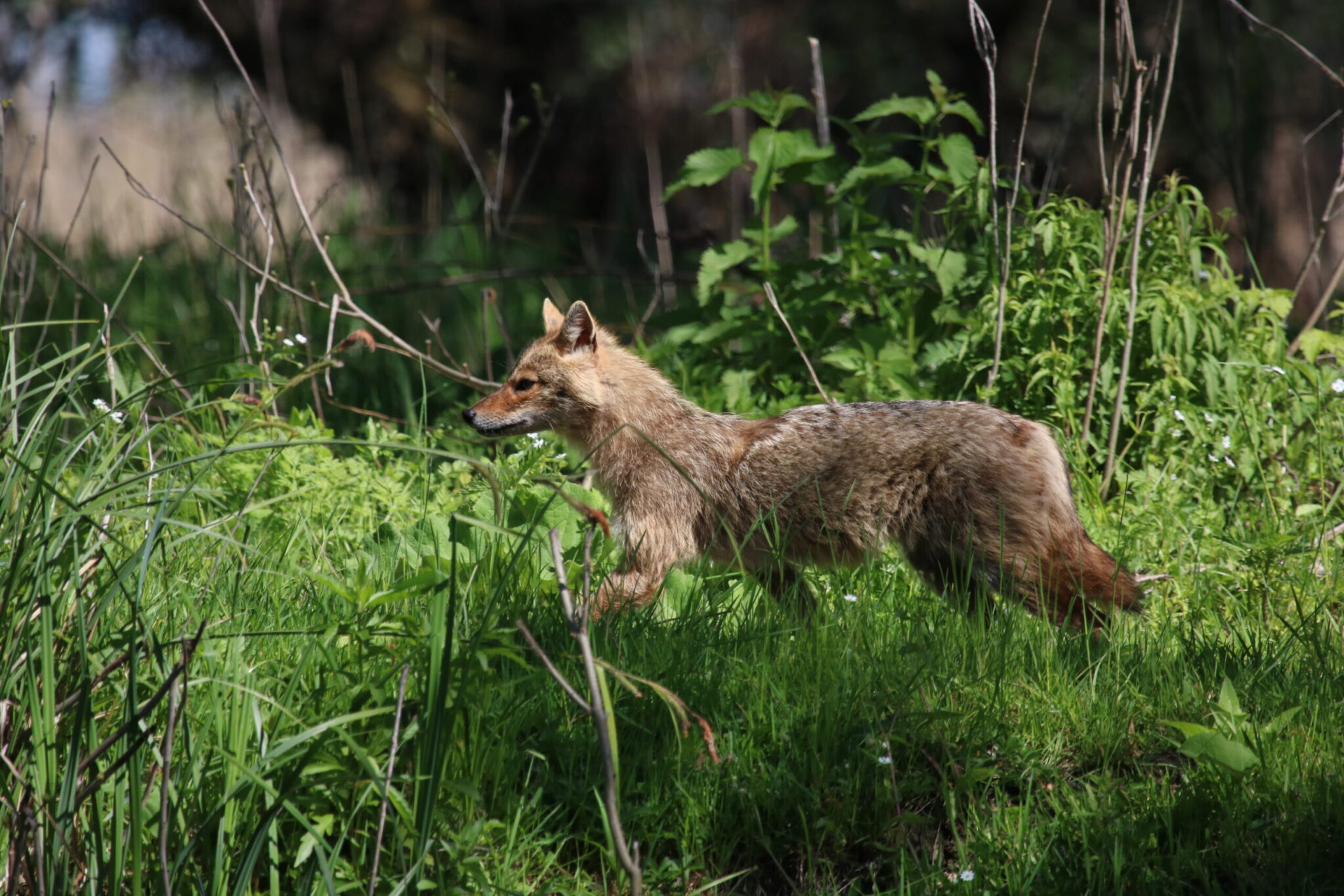 golden jackal in the danube delta