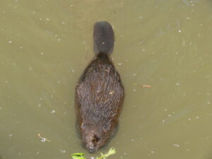 beaver in the water