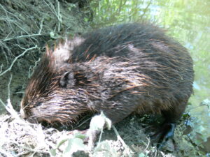 beaver on shore