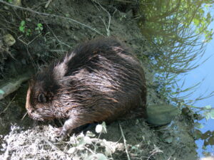 beaver