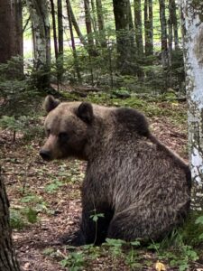 female bear