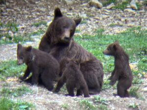 brown bear family