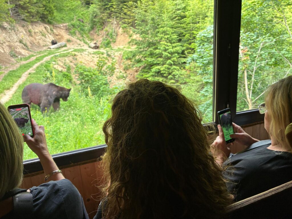 inside the bear hide